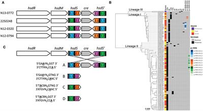 Pathogenic Differences of Type 1 Restriction-Modification Allele Variants in Experimental Listeria monocytogenes Meningitis